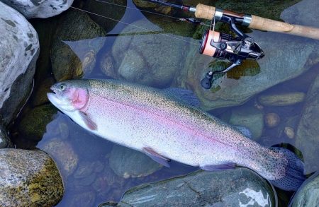 やられた ～天竜川ルアーフライテンカラ専用…